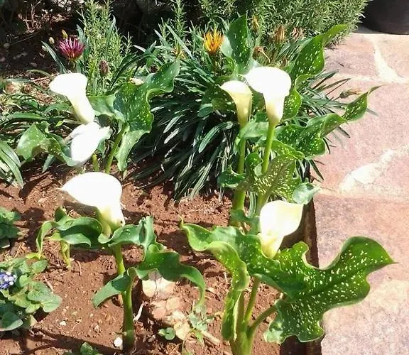 Gostinjska kuća Porec Luxury 3*