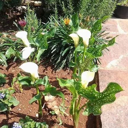 בית הארחה Porec Luxury 3*